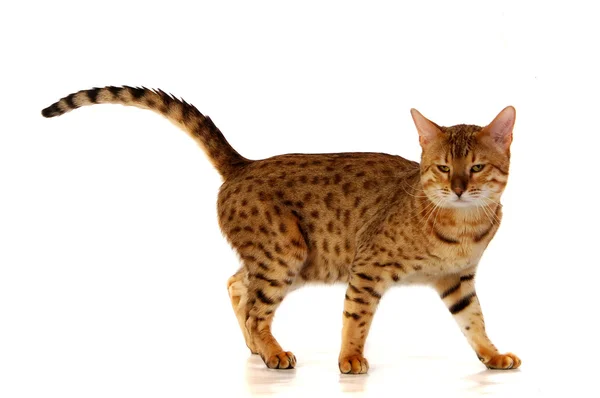 Кіт, леопардний кіт — стокове фото