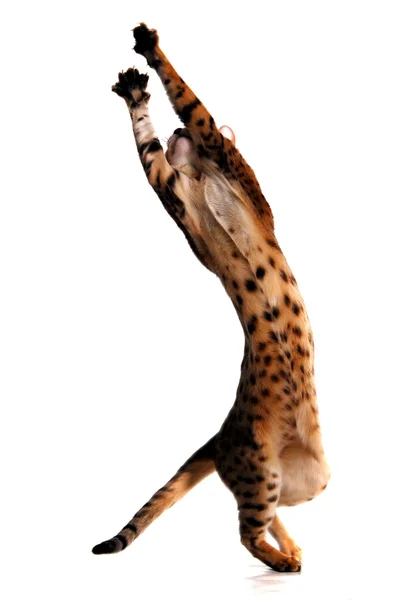 Le chat, le chat léopard — Photo
