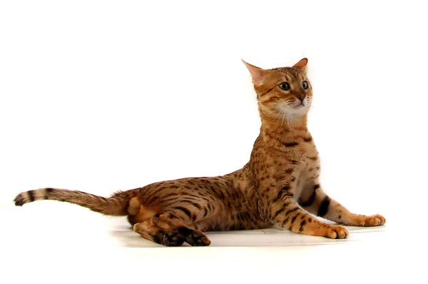 고양이, 표범 고양이 — 스톡 사진