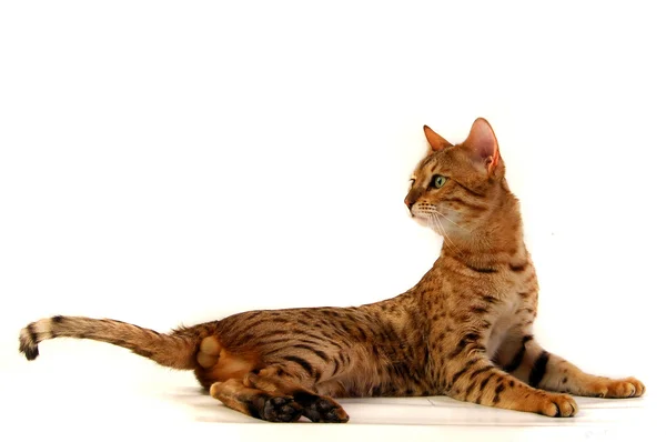 Кот, леопардовый кот — стоковое фото