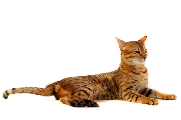 stock image The cat, leopard cat