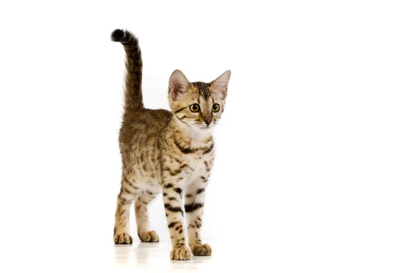 แมว แมวเสือดาว — ภาพถ่ายสต็อก
