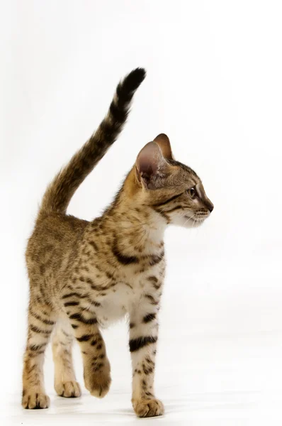고양이, 표범 고양이 — 스톡 사진