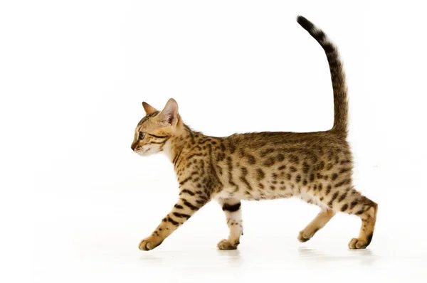 แมว แมวเสือดาว — ภาพถ่ายสต็อก