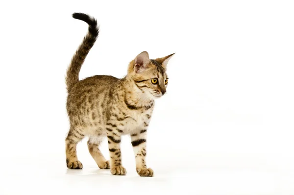 Kissa, leopardikissa — kuvapankkivalokuva