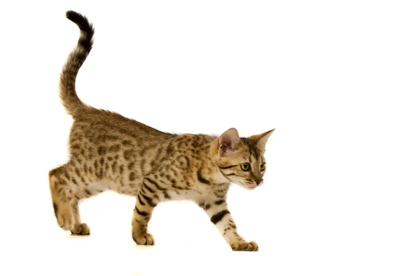 Kucing, kucing macan tutul — Stok Foto