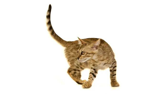 Kissa, leopardikissa — kuvapankkivalokuva
