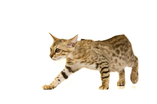 El gato, gato leopardo — Foto de Stock