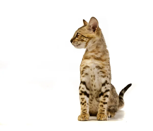 这只猫，豹子猫 — 图库照片