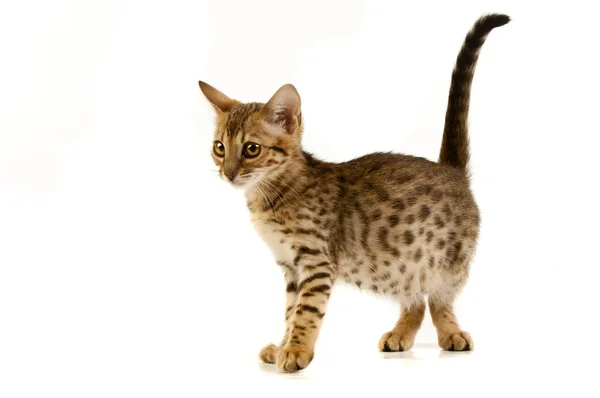 这只猫，豹子猫 — 图库照片