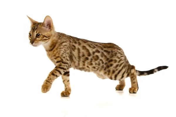 Il gatto, gatto leopardo — Foto Stock