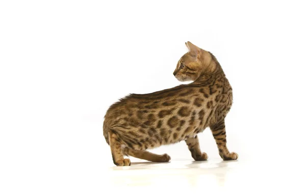 stock image The cat, leopard cat