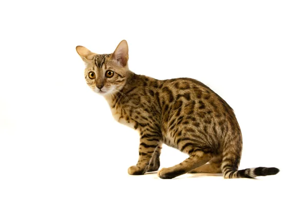 El gato, gato leopardo — Foto de Stock