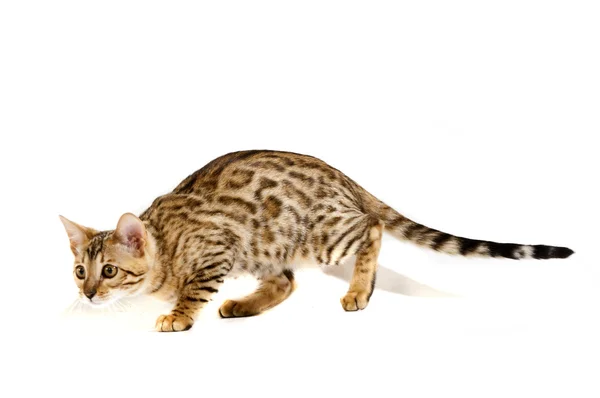 Die Katze, der Leopard — Stockfoto