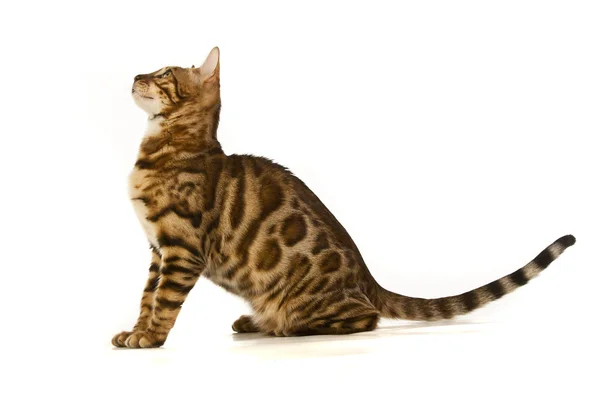 Η γάτα, γάτα λεοπάρδαλη — Φωτογραφία Αρχείου