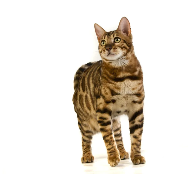 stock image The cat, leopard cat