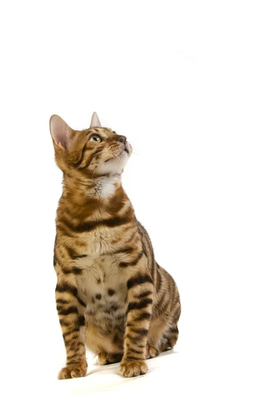 Кот, леопардовый кот — стоковое фото