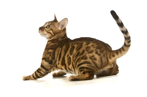 Katten, leopard katt — Stockfoto