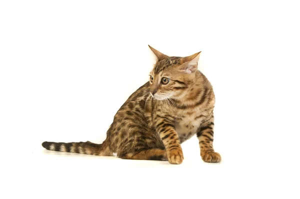 Kočka, leopardí kočka — Stock fotografie