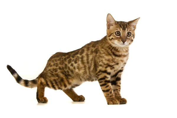 Le chat, le chat léopard — Photo