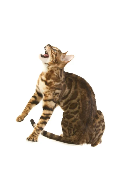 Leopar kedi — Stok fotoğraf