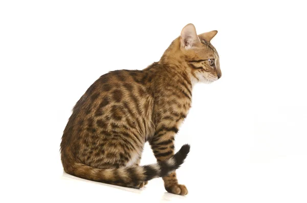 The cat, leopard cat — Stock Photo, Image