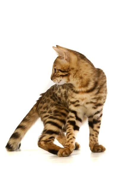 Die Katze, der Leopard — Stockfoto