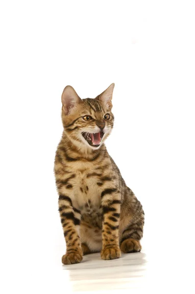 Kot, kot pantera — Zdjęcie stockowe