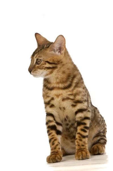 A macska, macska-leopárd — Stock Fotó