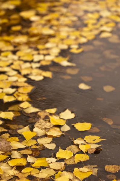 stock image Puddle