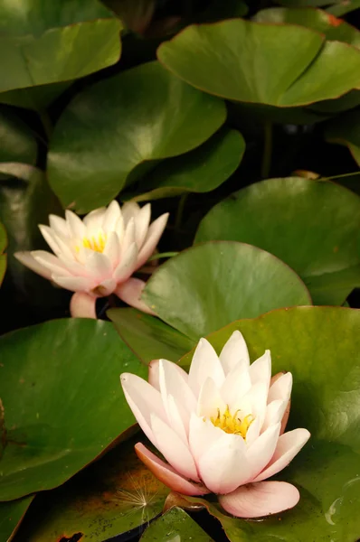 stock image Lotus