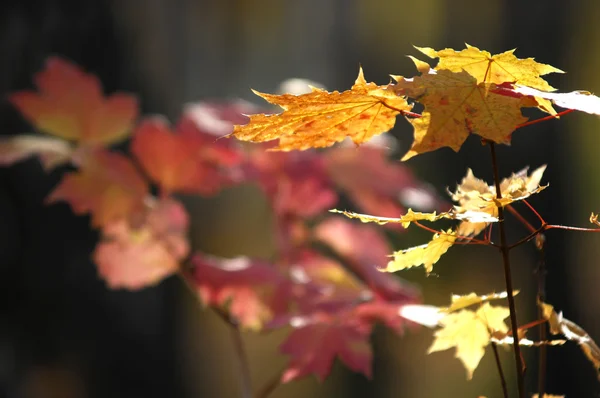 stock image Autumn