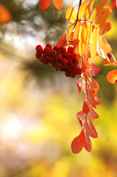 stock image Autumn