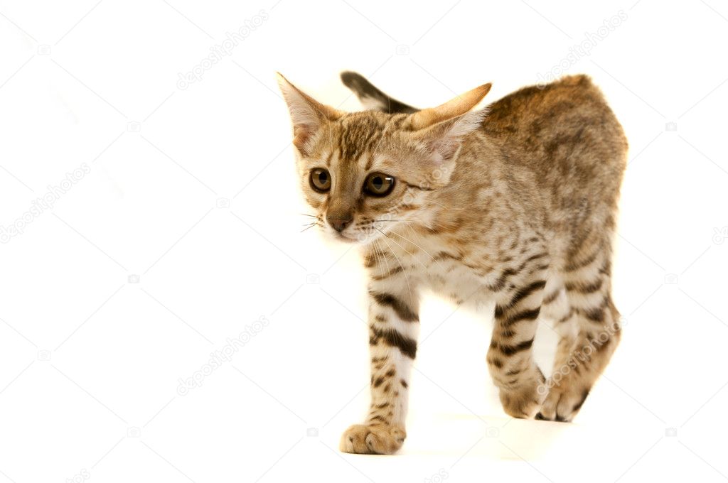 The cat, leopard cat