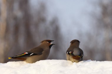 Waxwings
