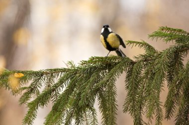 chickadee