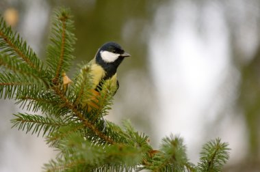 chickadee