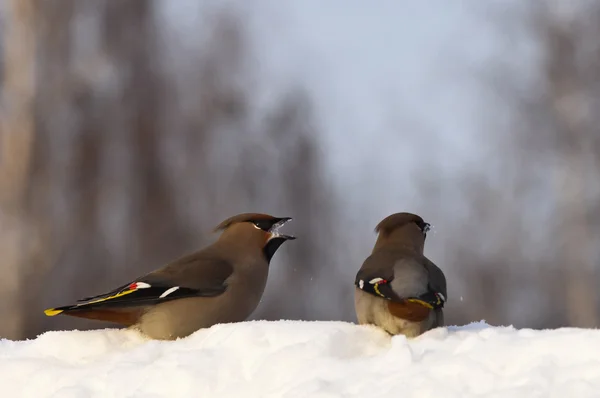 stock image Waxwings