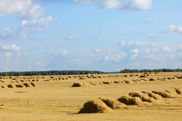 Harvesting wheat — Stock Photo, Image
