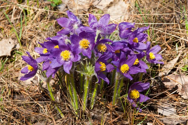 stock image Flowers