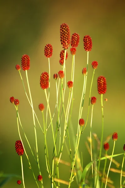 stock image Flowers