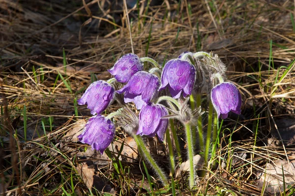 stock image Flowers