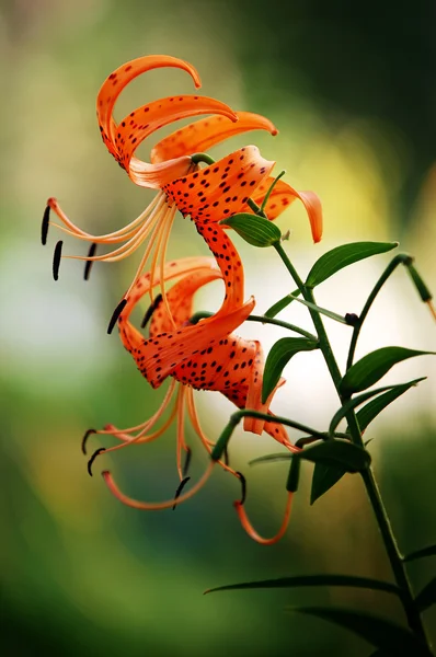 stock image Flowers