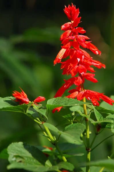 stock image Flowers