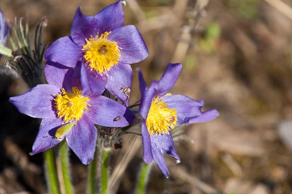 Stock image Flowers