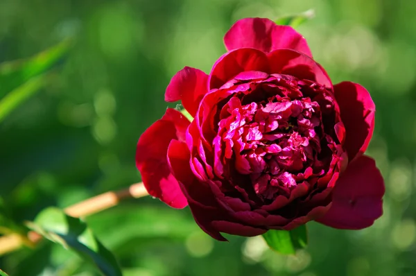 stock image Flowers