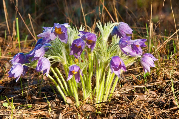 stock image Flowers