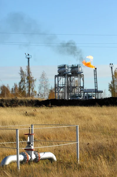 stock image Plant oil