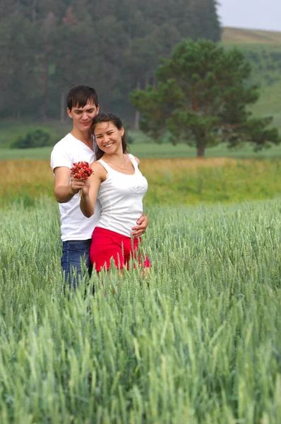 Milostný příběh. pšeničné pole, borovice, jahody v ruce — Stock fotografie