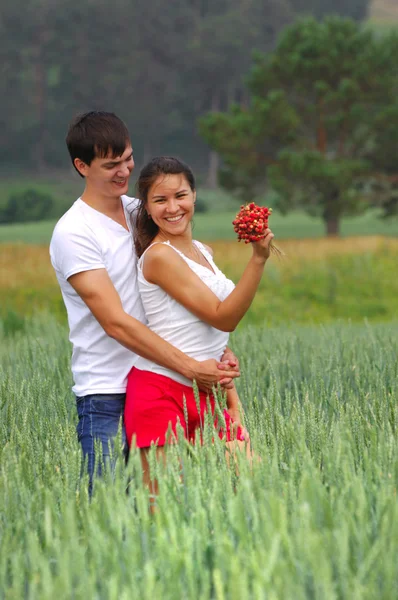 Szerelmi történet. Wheatfield, fenyő, eper, kezében — Stock Fotó
